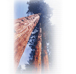 Sequoia Realty Group 