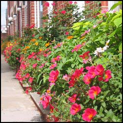 Grow Property Management